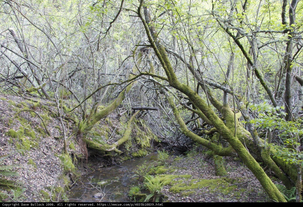 Mossy Forest Stream