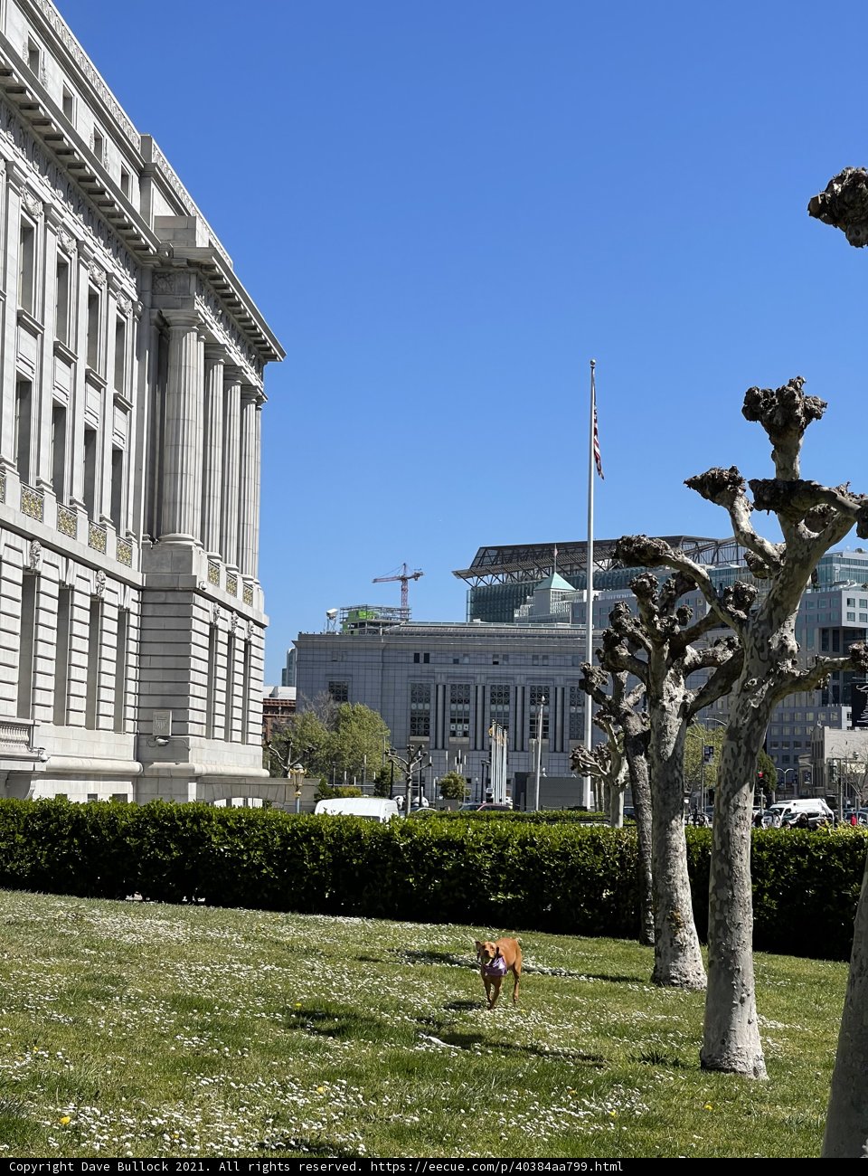 Serene Pooch at City Hall