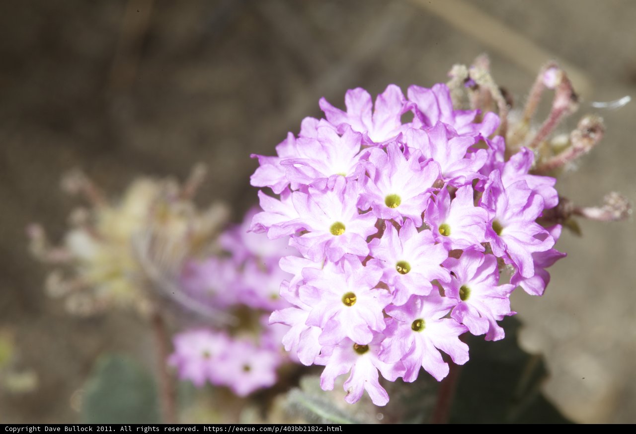 Purple Geranium in Bloom