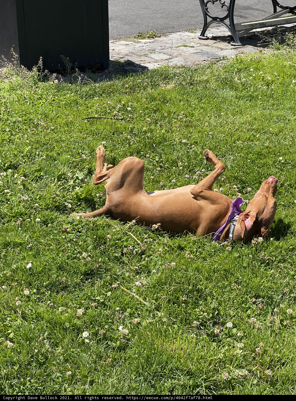 Lazy Days in the Park