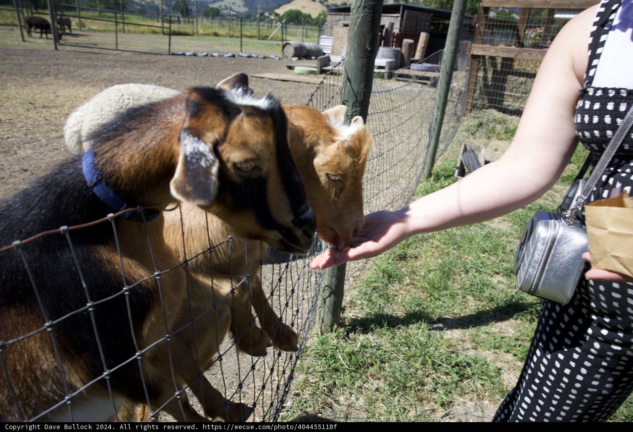 Gentle Moments at Calistoga's Old Faithful Geyser Farm