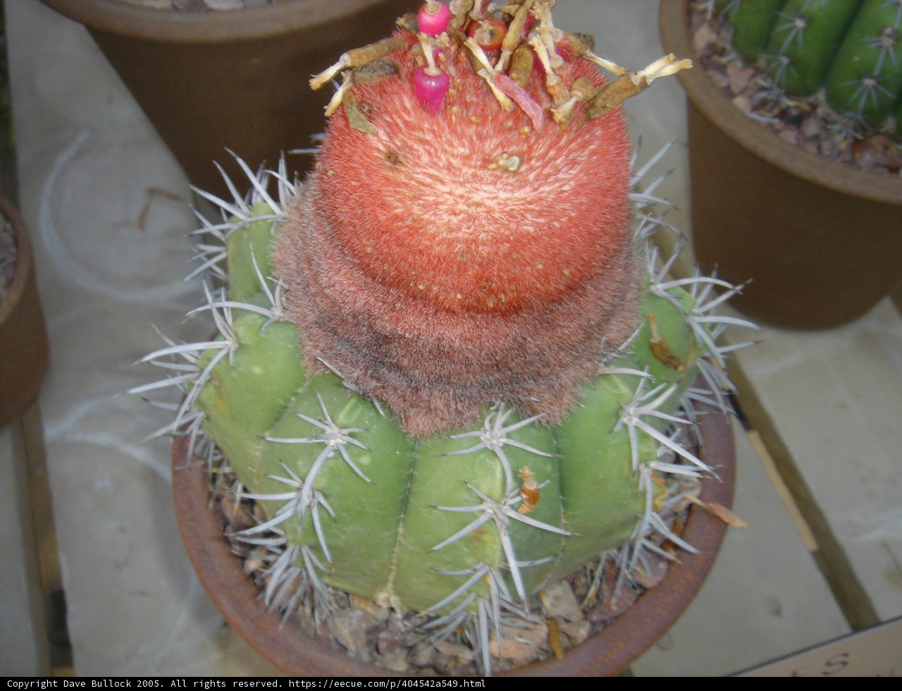 The Pinnacle of Cacti