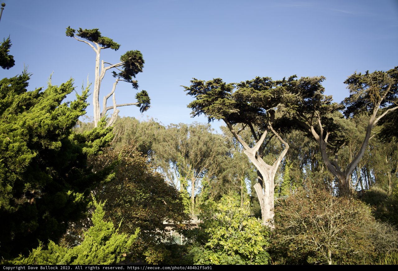 Majestic Eucalyptus: The Beauty of SF Zoo