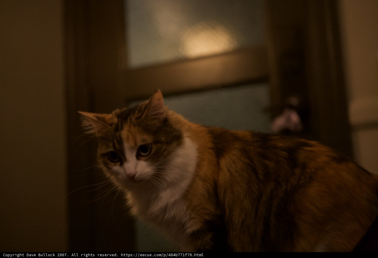 Calico Cat Waiting to Enter