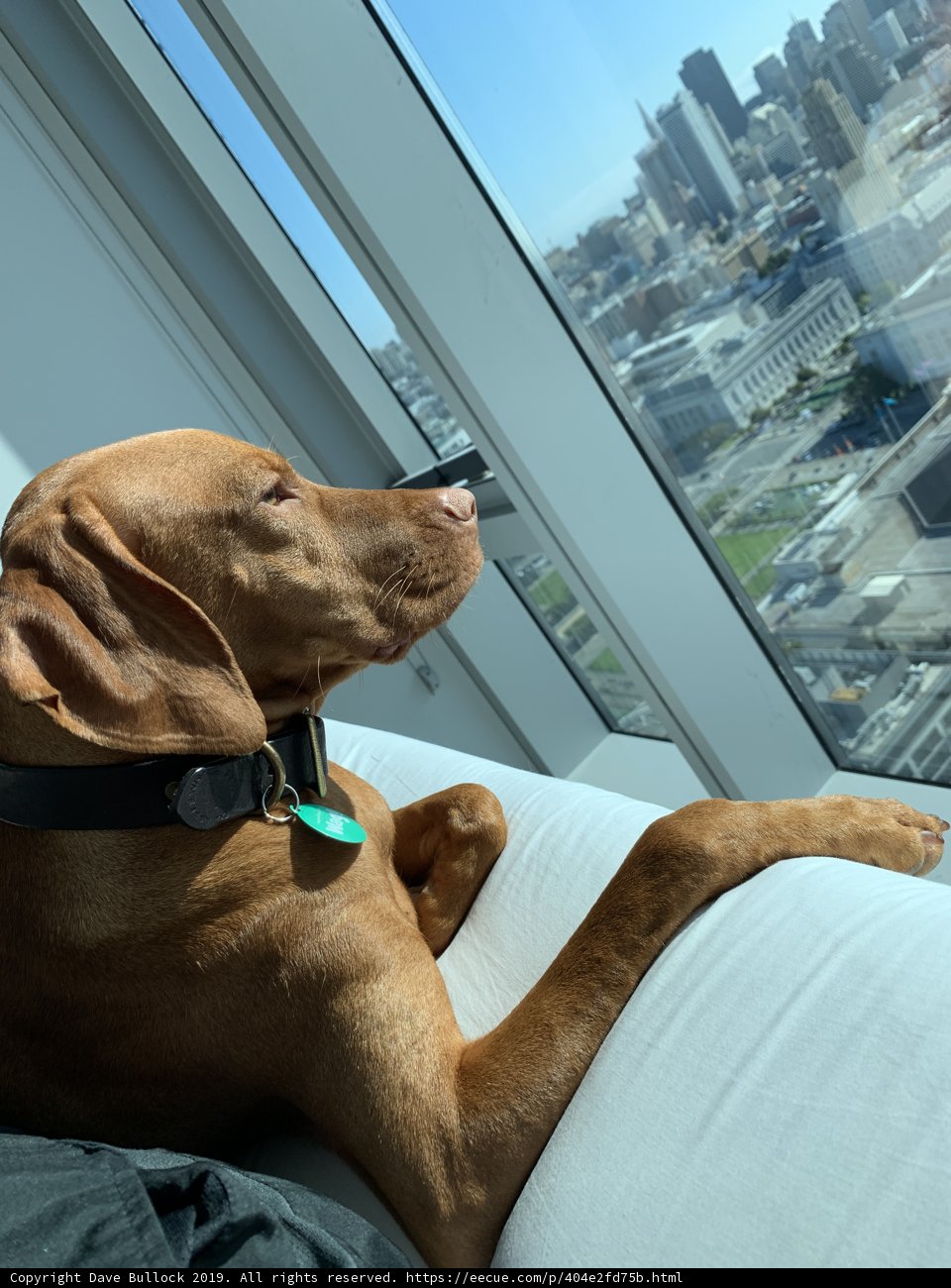 Urban Canine Enjoying the View