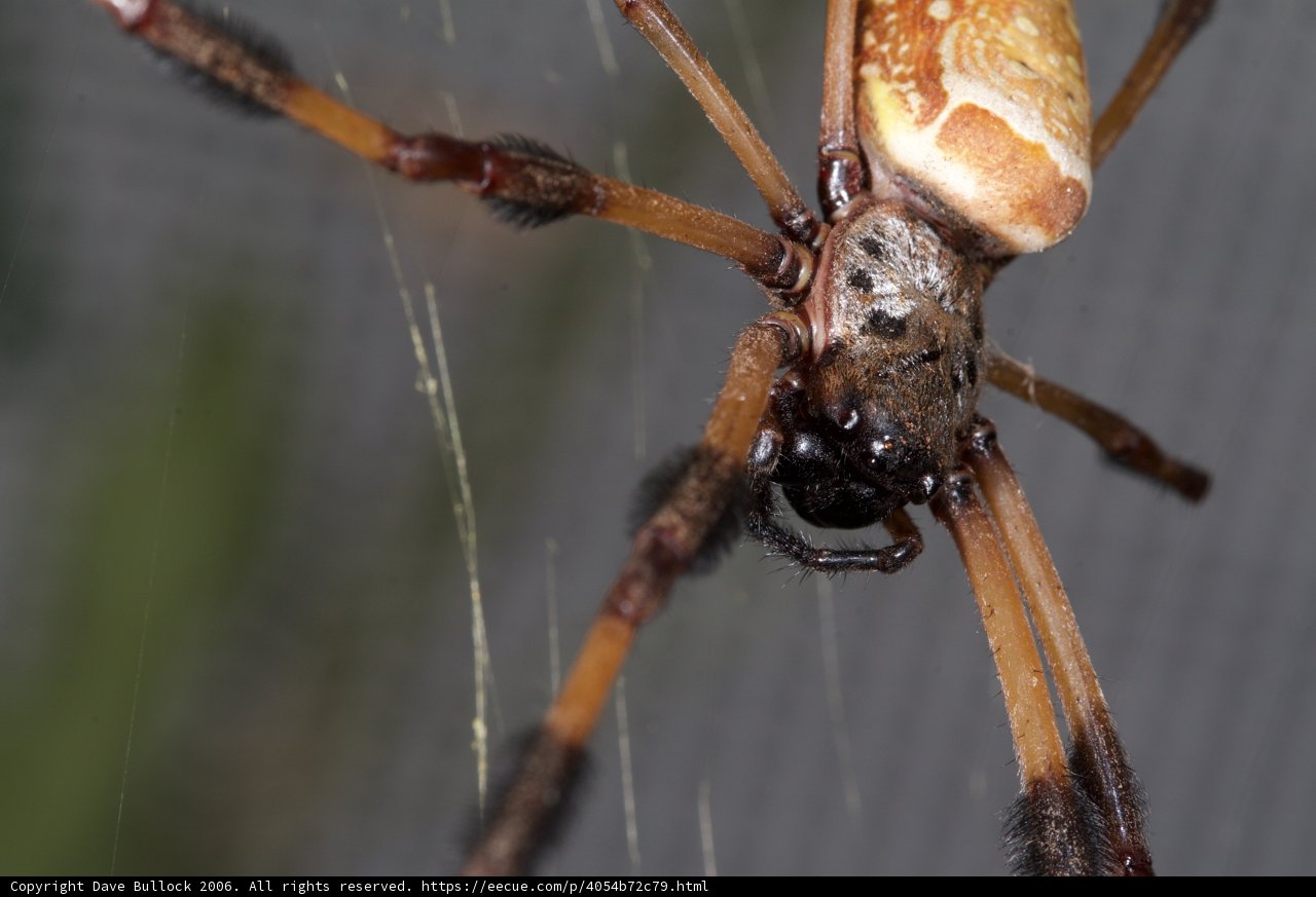 Garden Spider with a Long Tail on Its Web