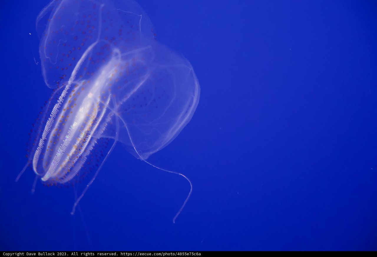 Serene Dance of the Jellyfish in Monterey Bay