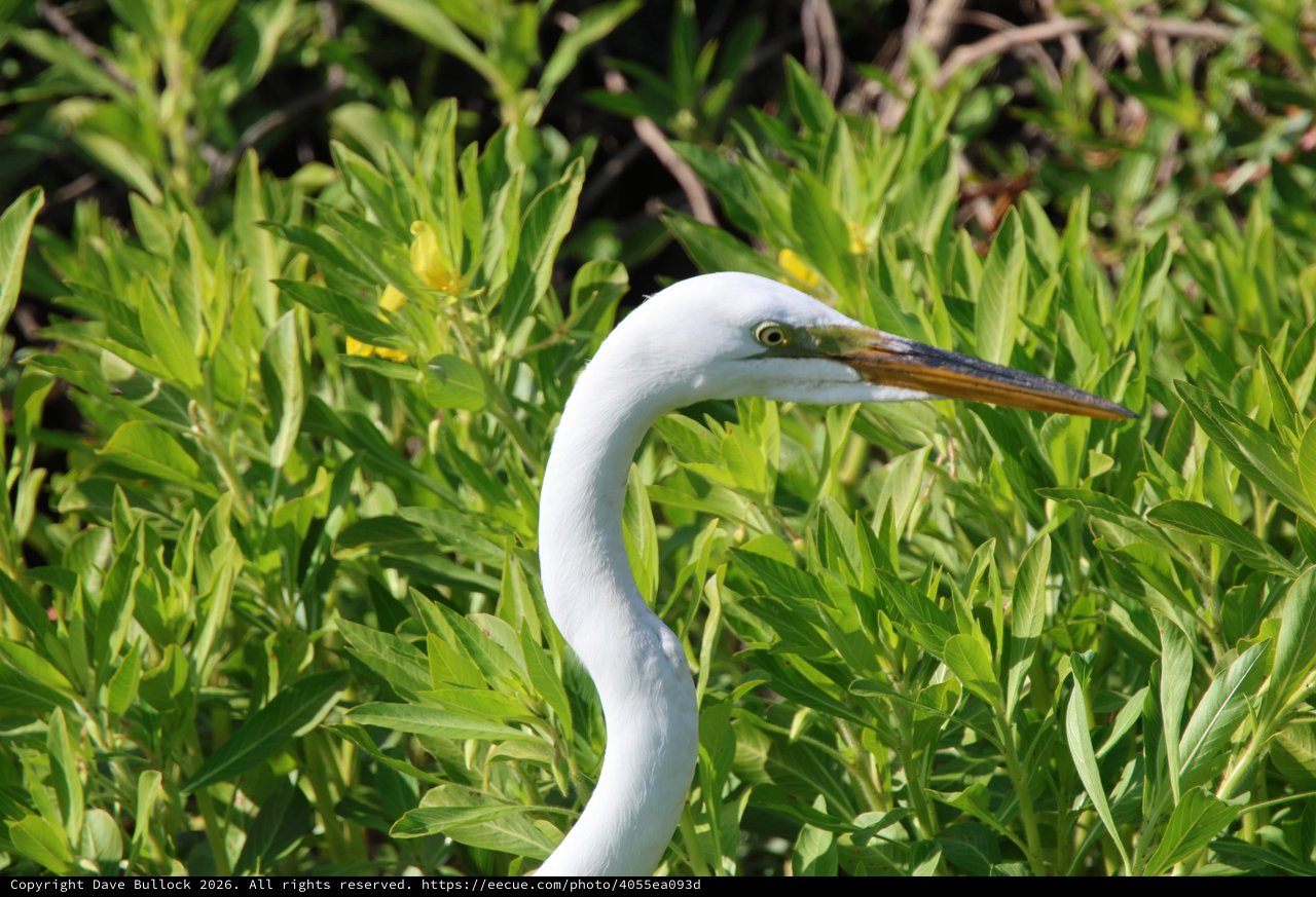Great Egret Portrait in Lush Green Wetland Vegetation