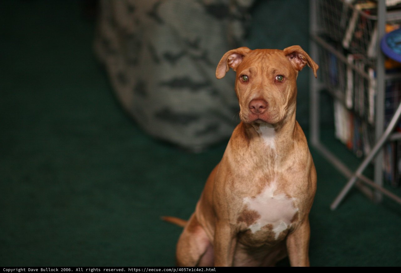 Loyal Pitbull at Rest