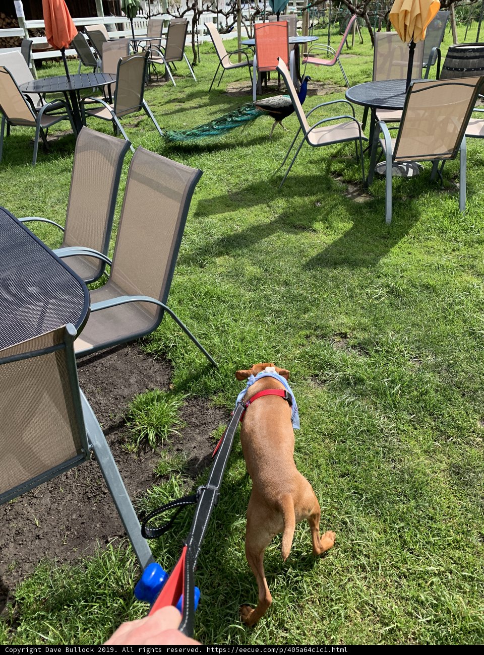 A Dog's Summer Day Out