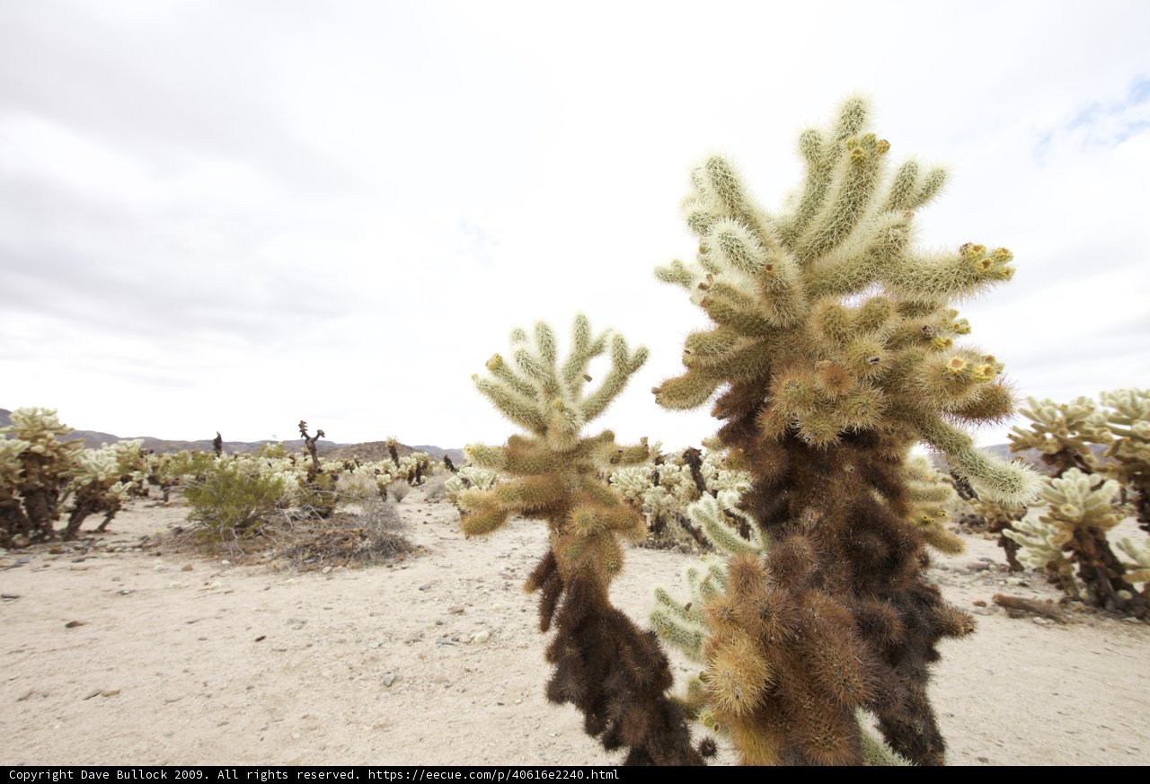 A Desert Haven