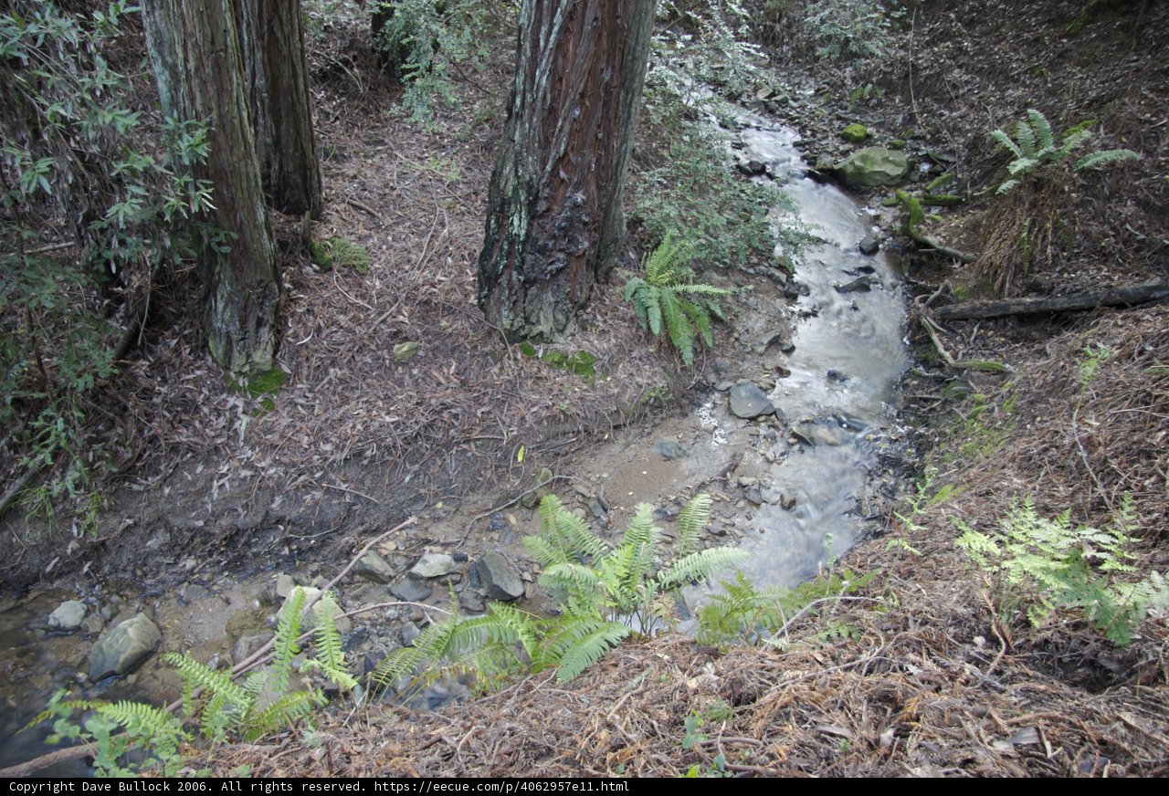 Serene Creek in the Heart of the Woods