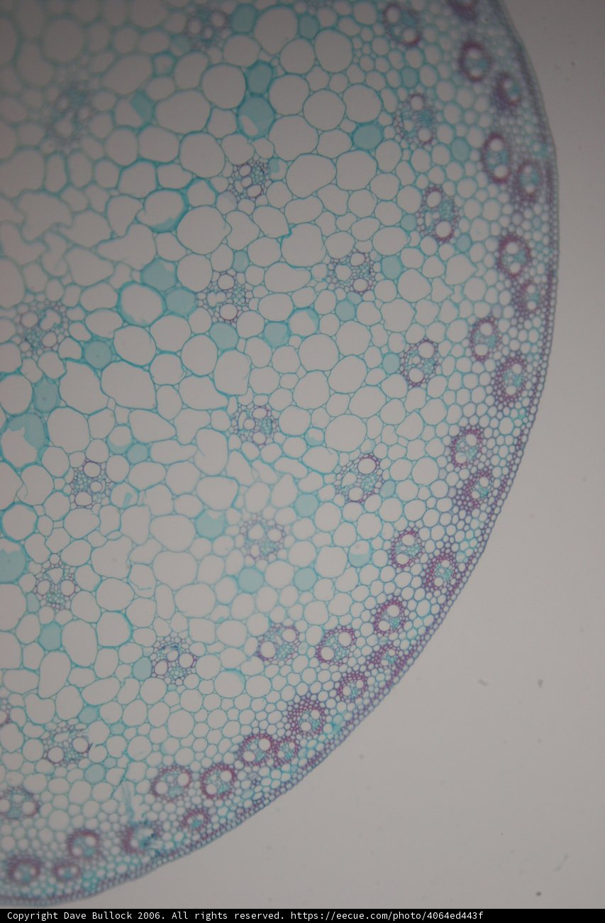 Cell Pattern Rug