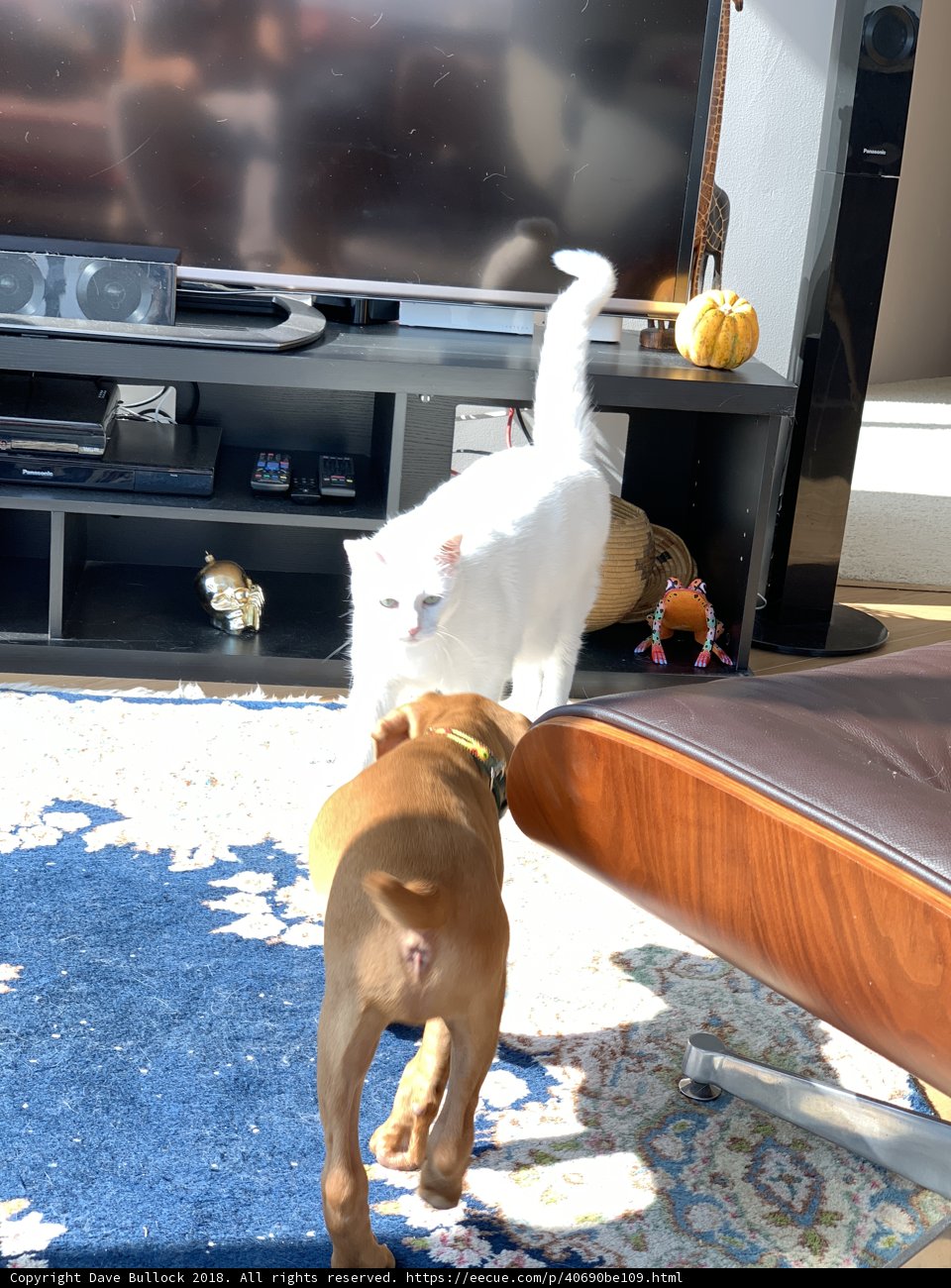Furry Friends Playing on Entertainment Center