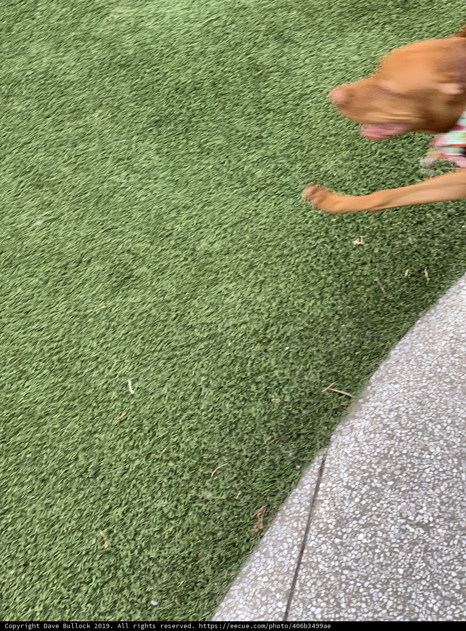 Playful Pup on Green Grass