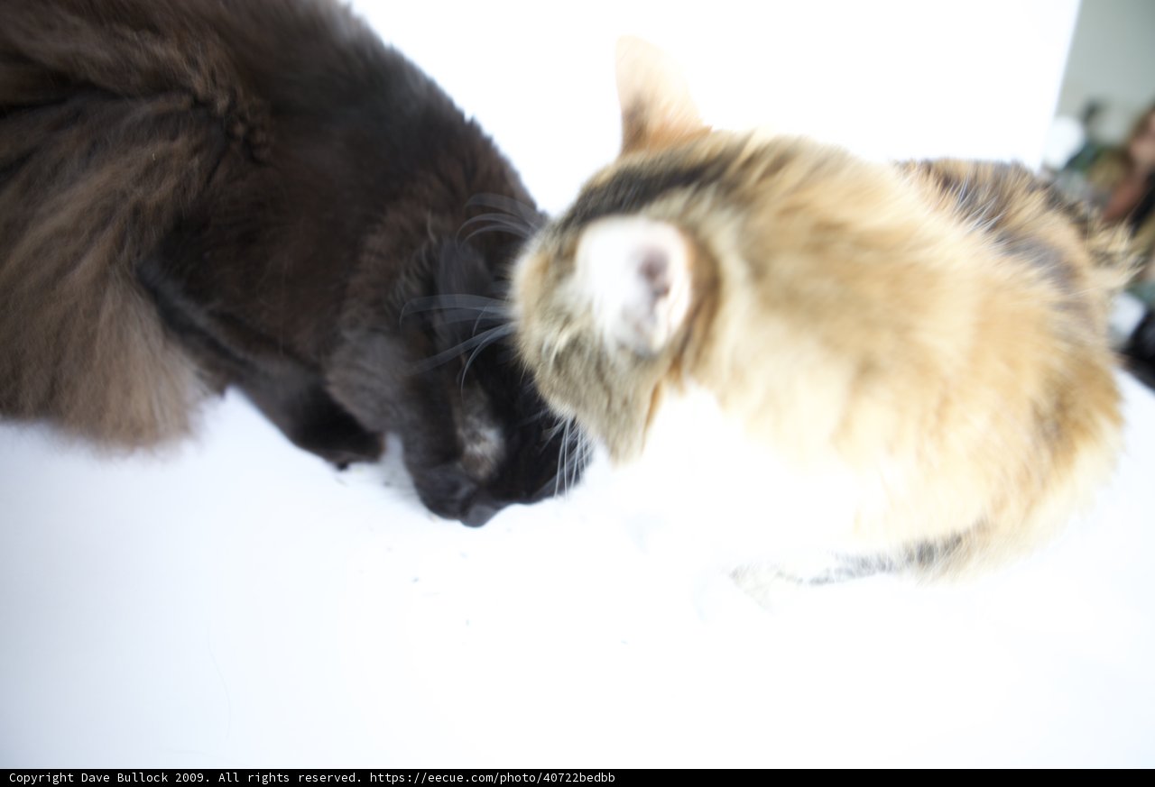 Feline Friends