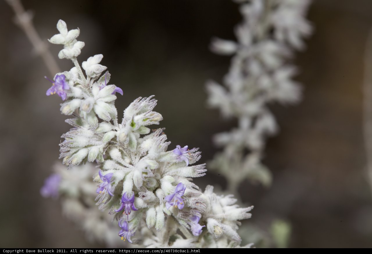 Purple Snapdragons