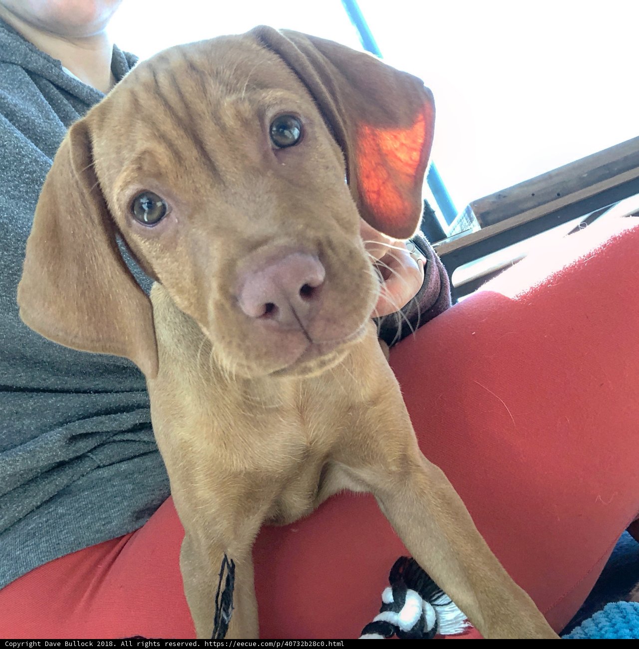 Cozy Cuddle with a Vizsla Puppy