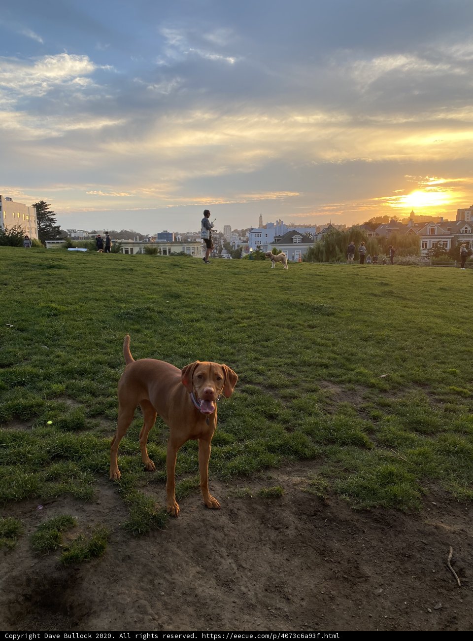 Canine Bliss at Sunset