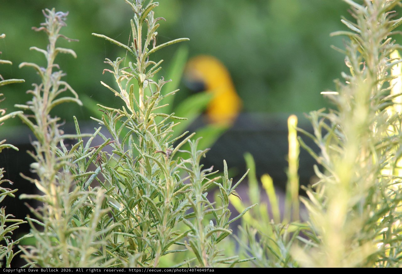 Hooded Oriole Perched Behind Rosemary Branches