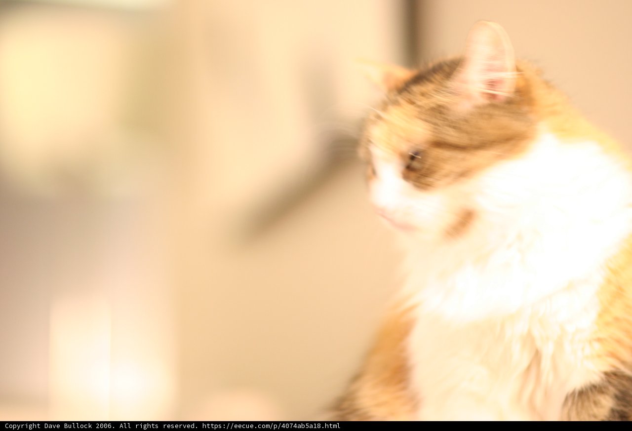 Feline Composure