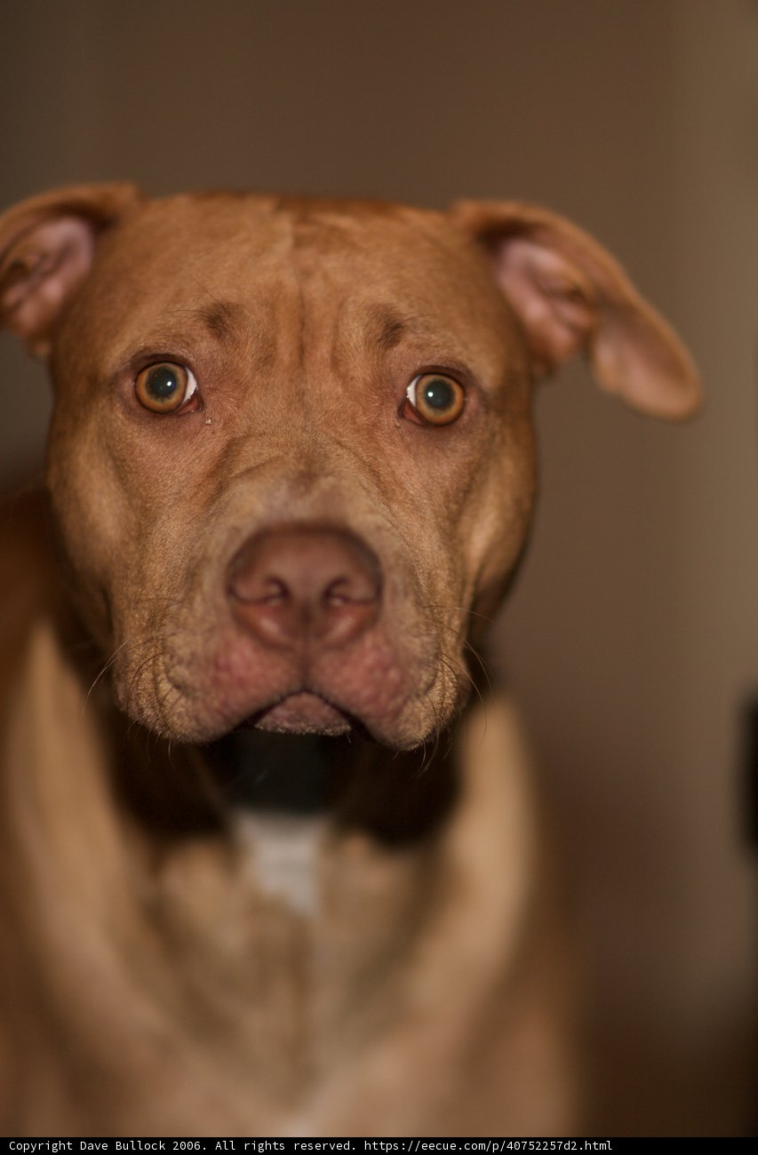 Big Nose, Big Heart