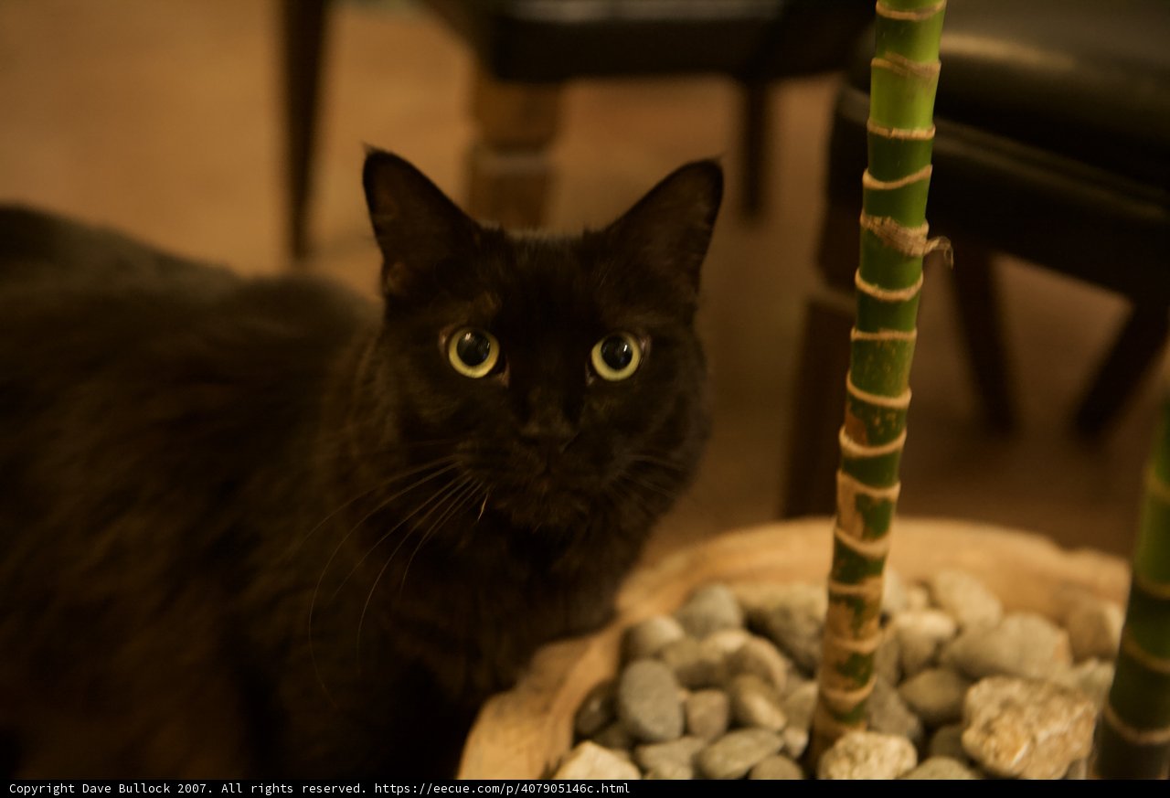 Midnight Companion