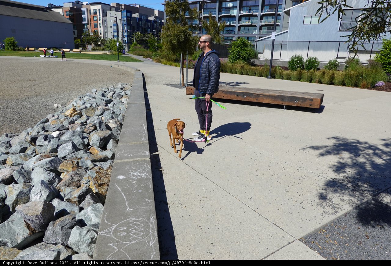 Urban Dog Walking