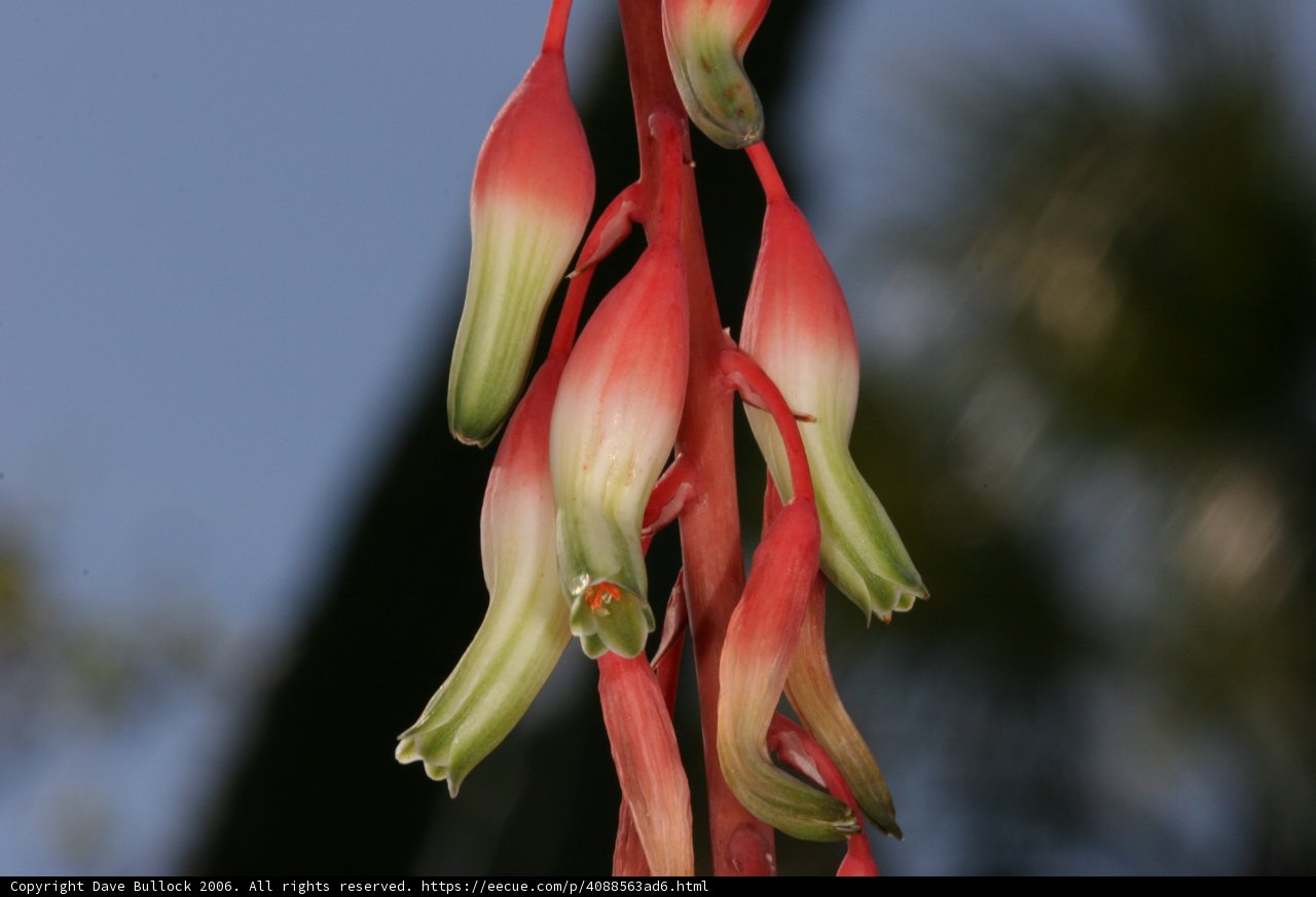 Vibrant Colors of a Flower