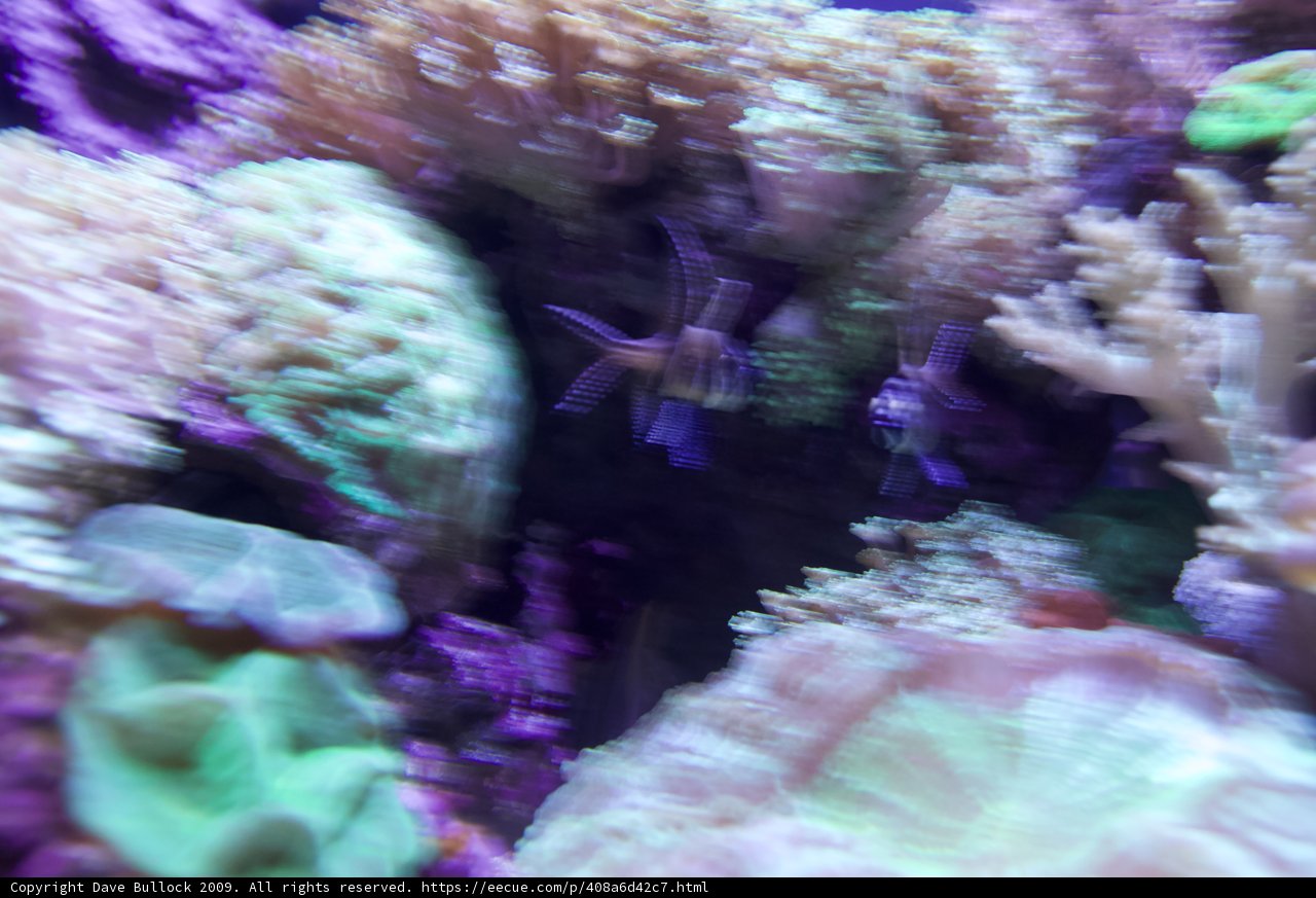 Swimming with the Coral Reef