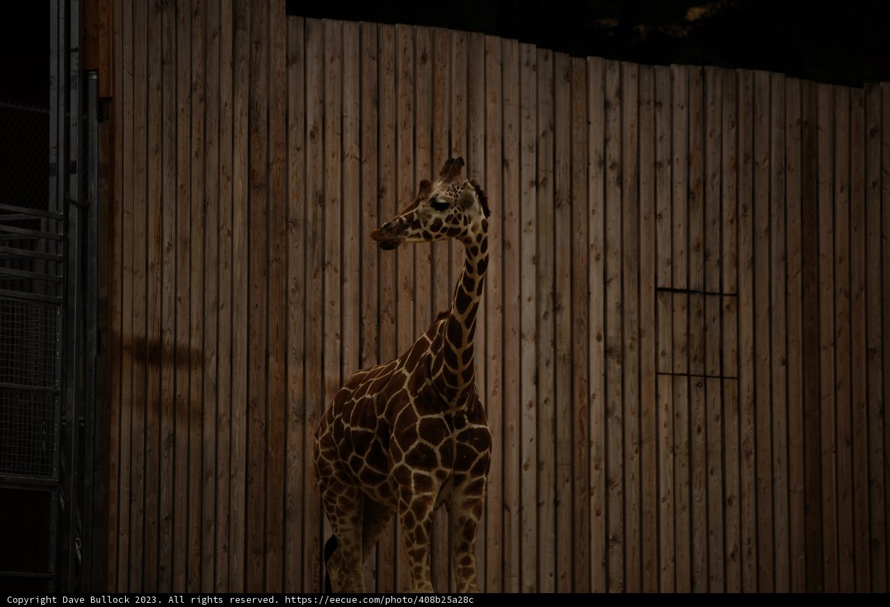 Gentle Giant of Oakland Zoo