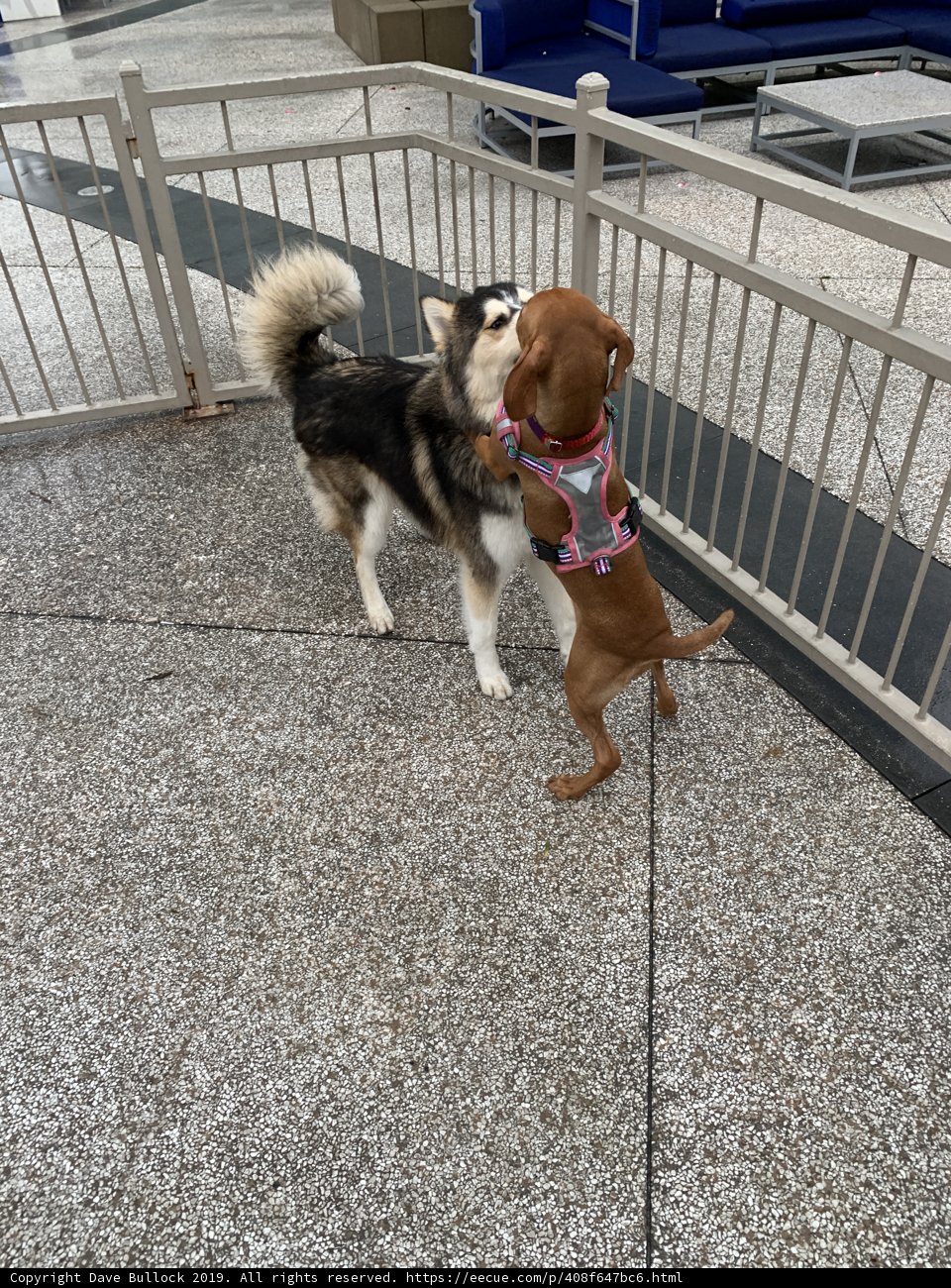 Canine Companion Fun