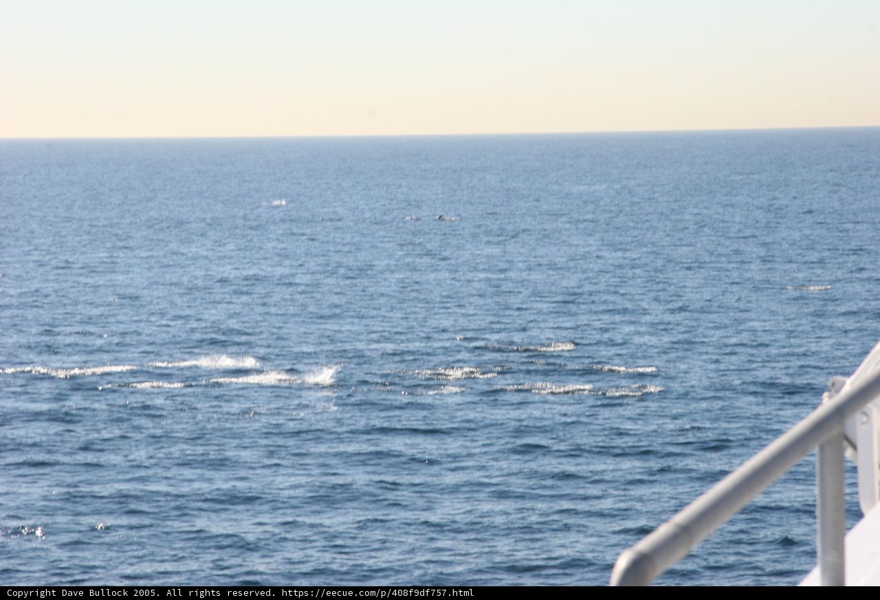 Whale watching from the ship's deck