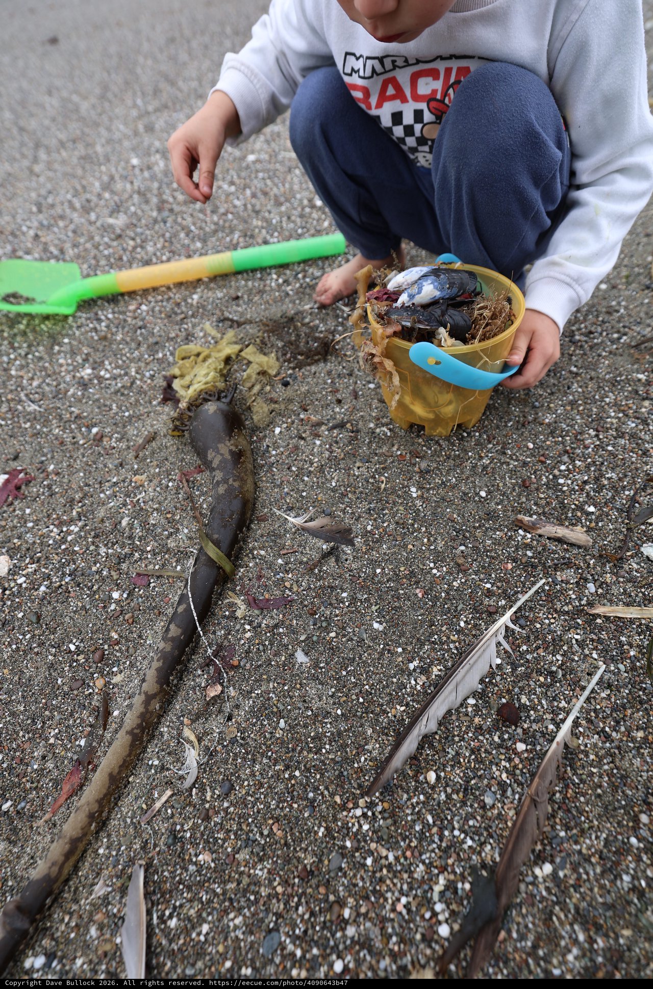 Young Boy Collecting Beach Treasures in Sandy Bucket