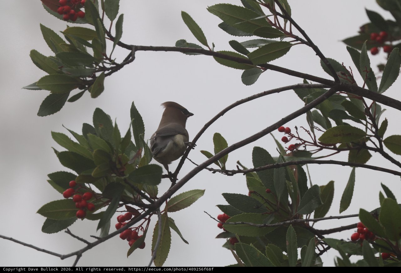 Cedar Waxwing Perched Among Red Berries