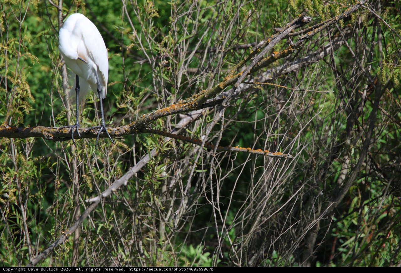 Great Egret Resting on Lichen-Covered Branch in Wetlands