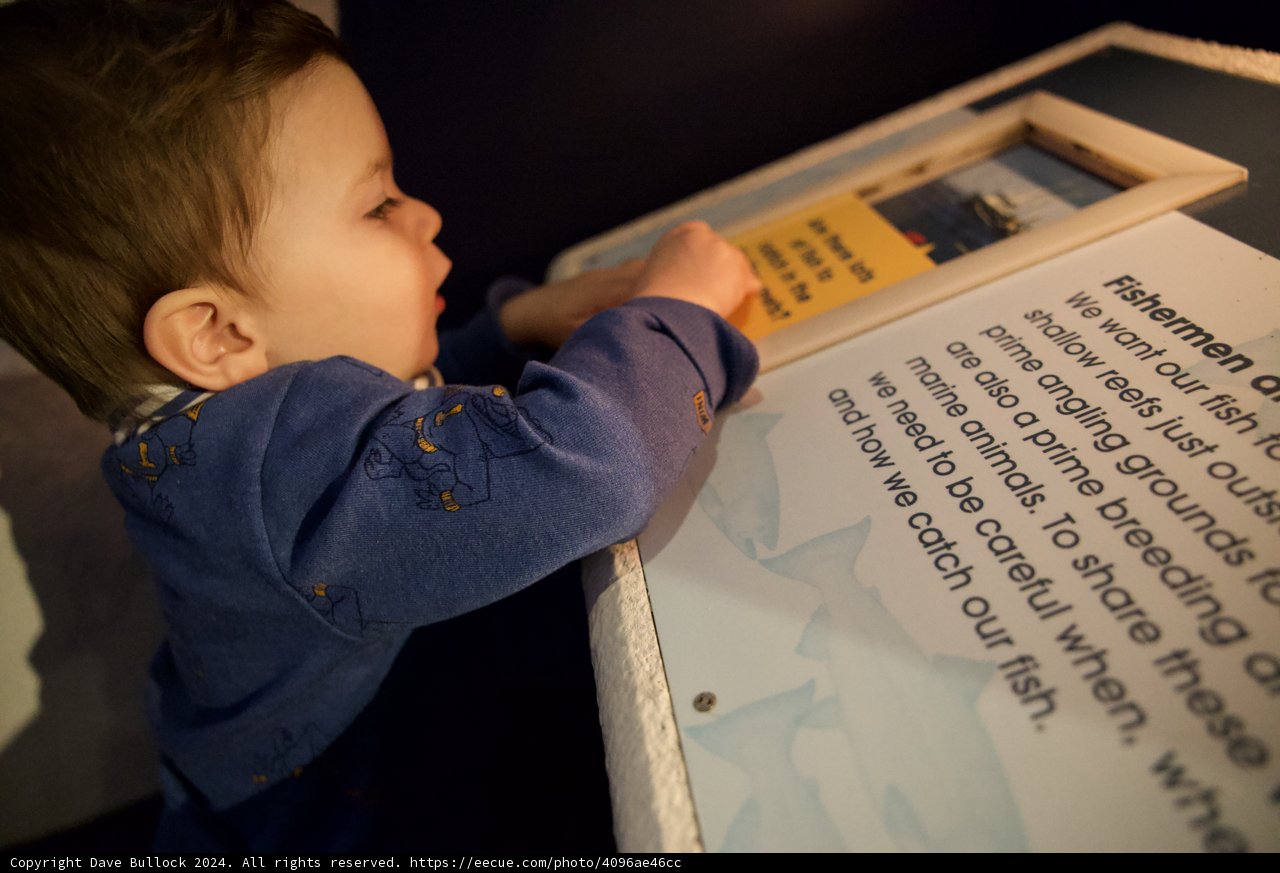 Curiosity Unleashed at the Aquarium Exhibit, 2024