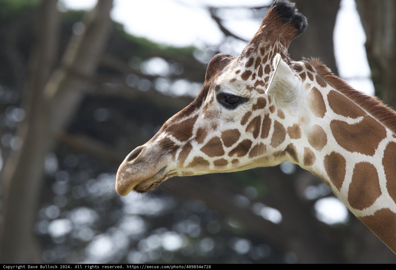 Majestic Heights at SF Zoo