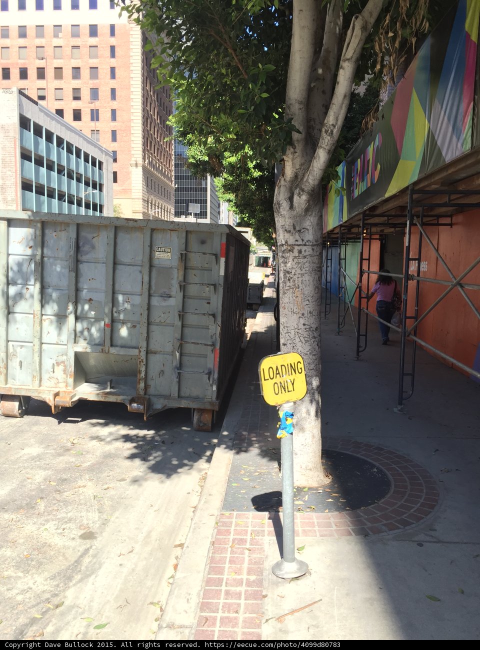Tree next to Parking Meter