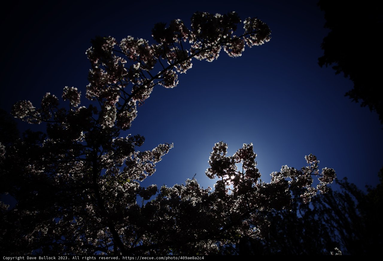 Enchanting Cherry Blossoms at the Japanese Tea Garden