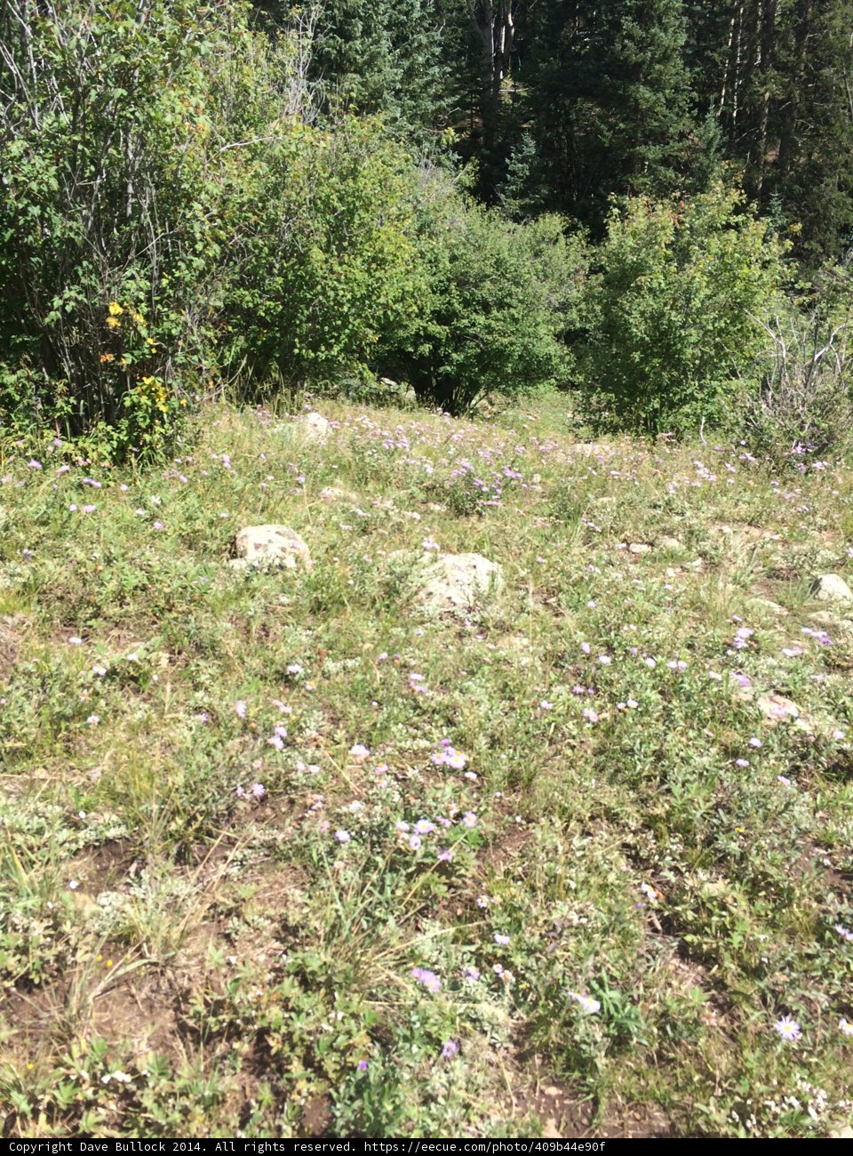 Wildflowers in the Santa Fe Wilderness