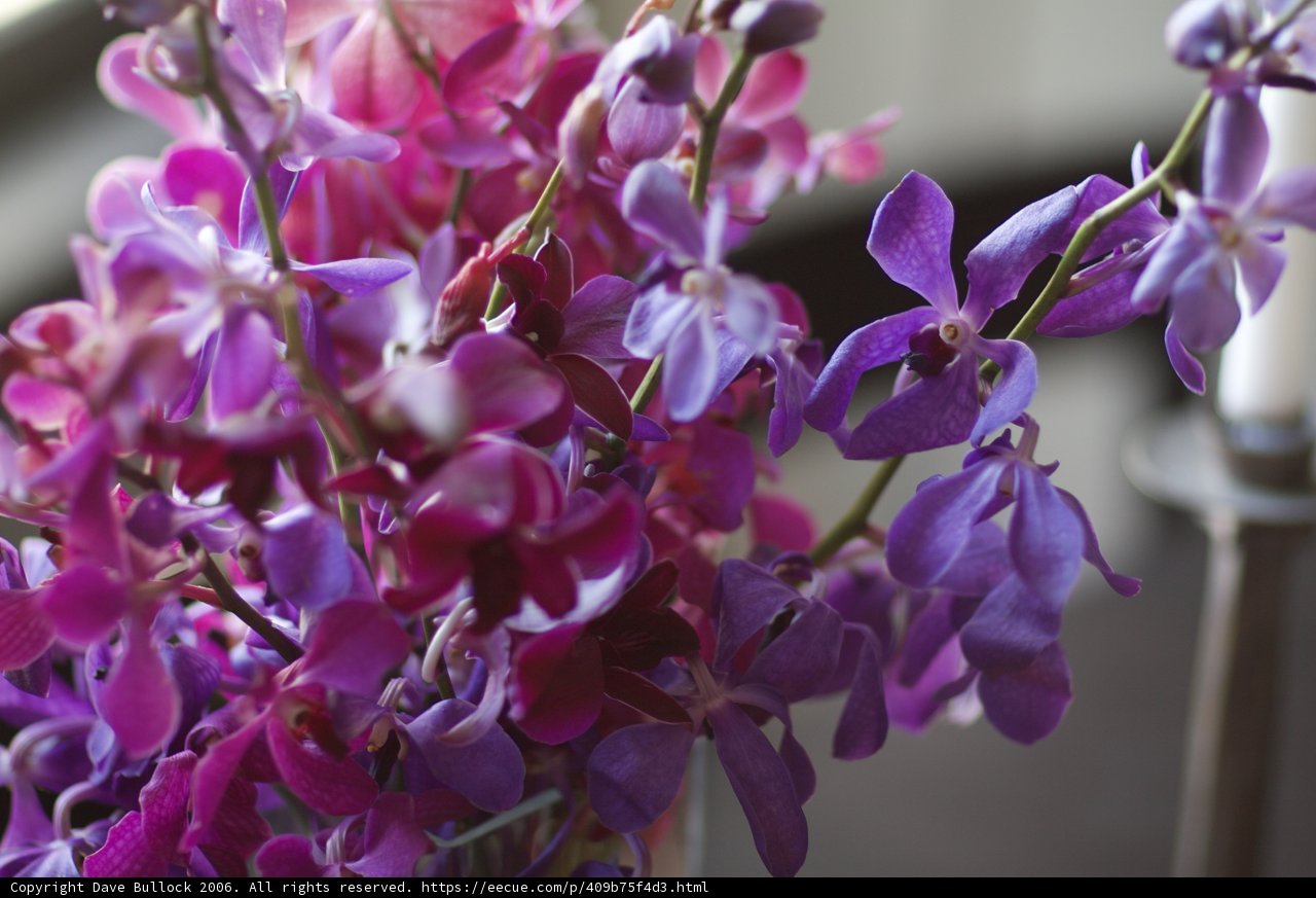 Blooming Beauty