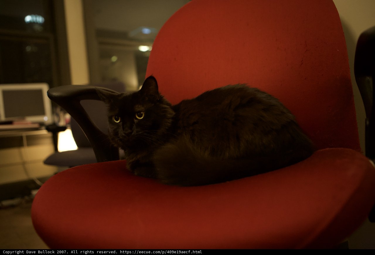 The Watchful Companion