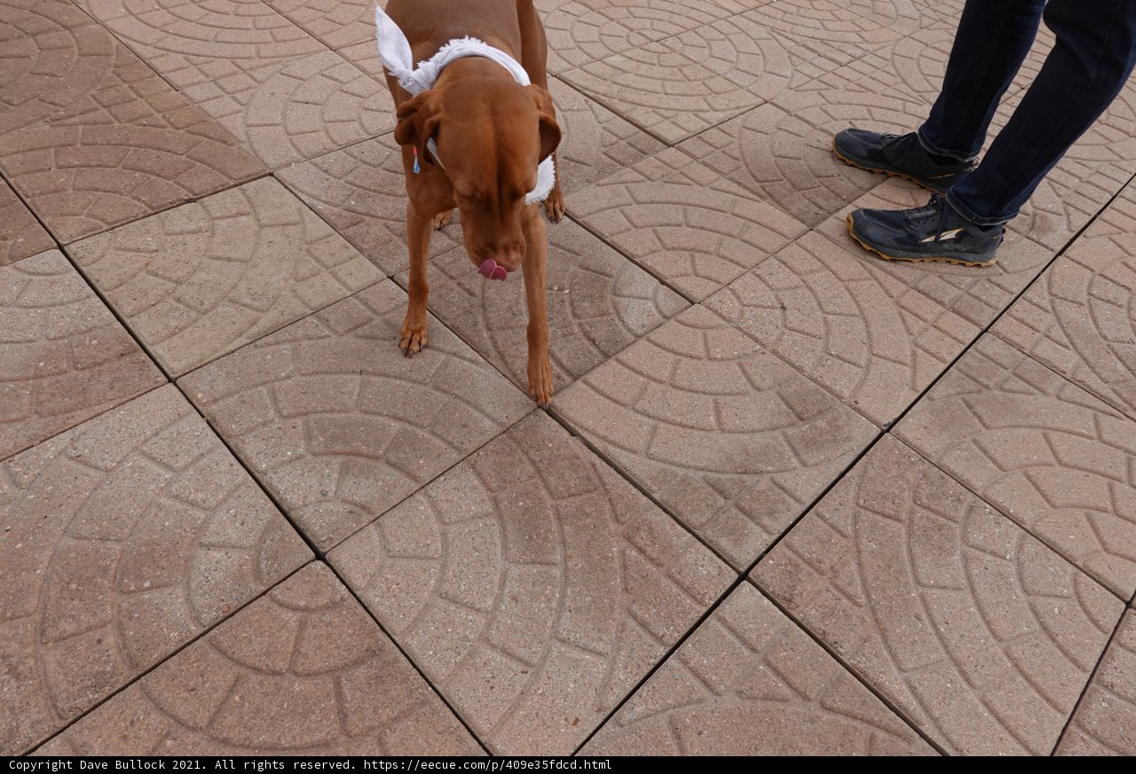 Canine Inspection