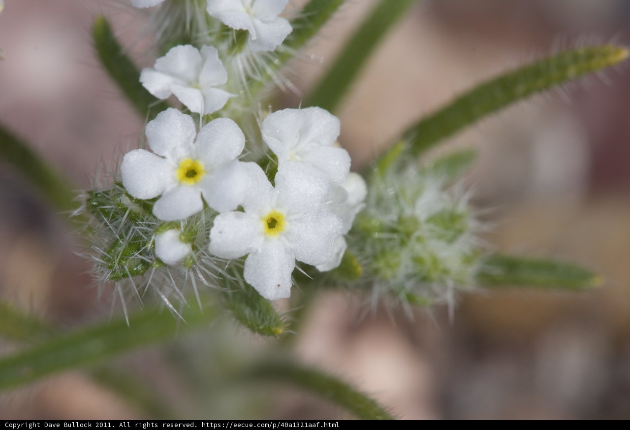 Delicate Geranium Bloom