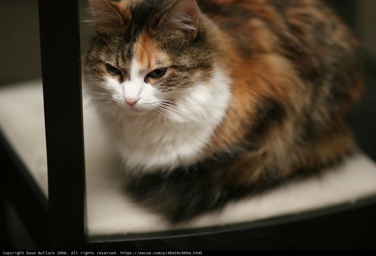 Resting Feline on a Chair