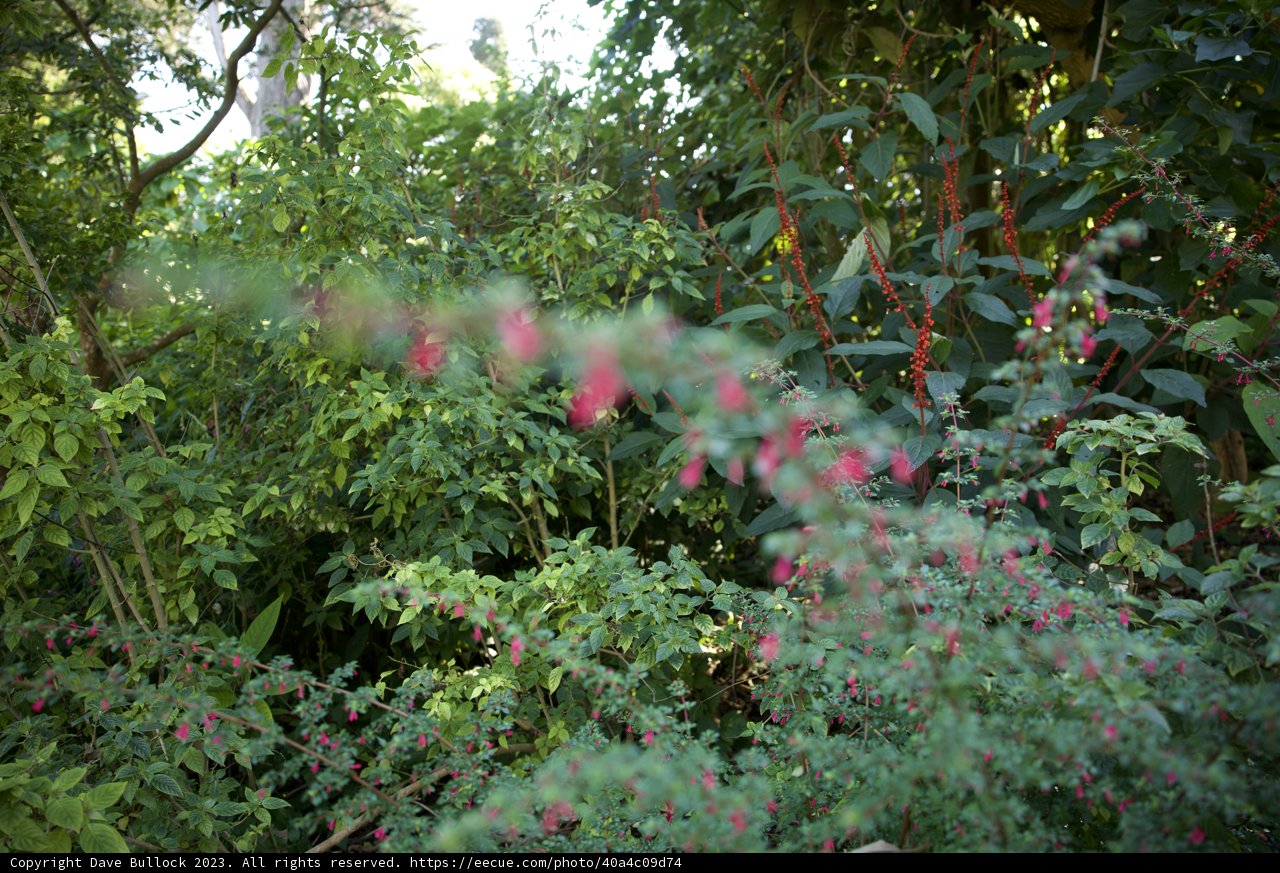Blooming Pink Majesty at San Francisco Botanical Garden