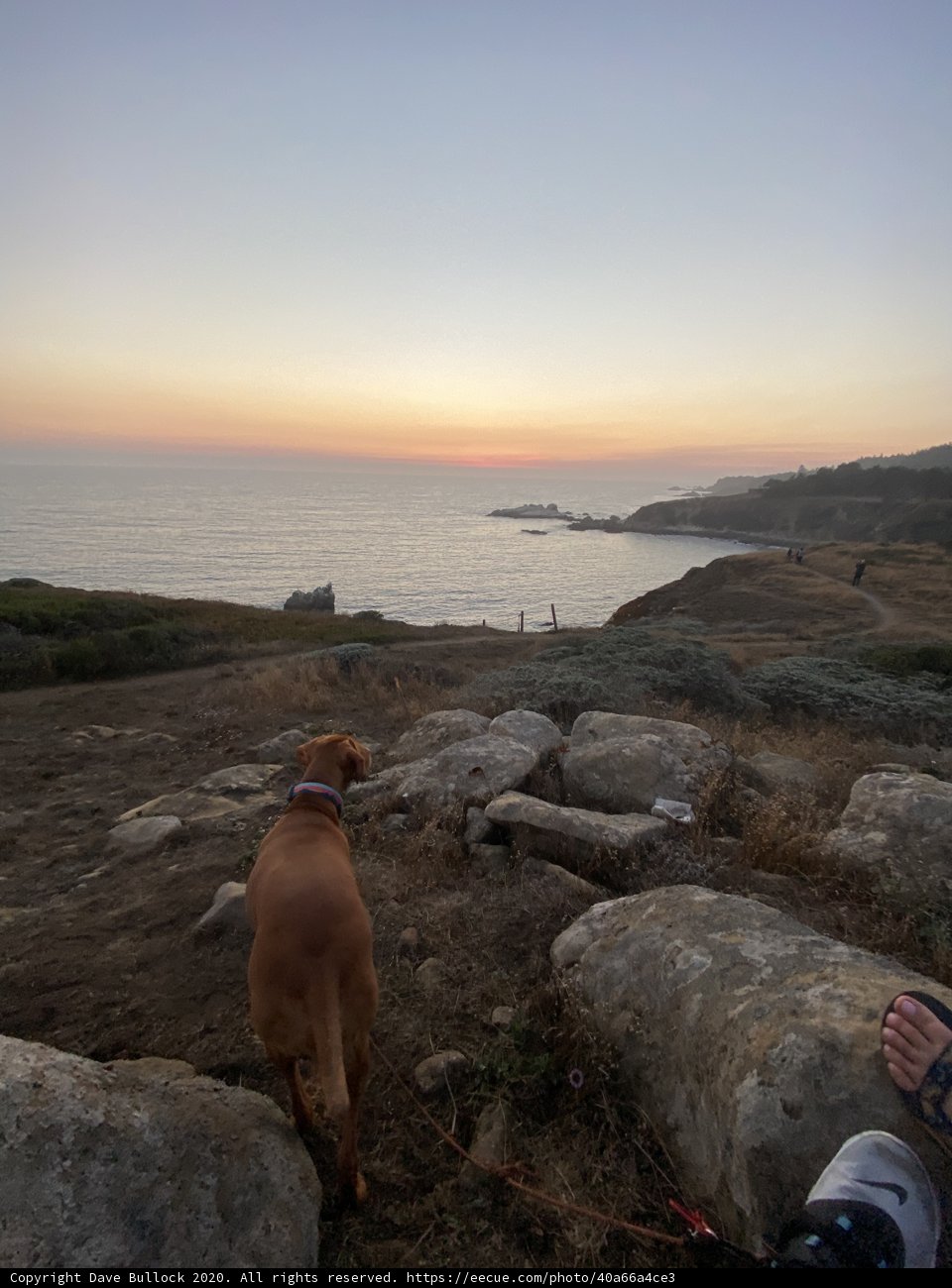 Canine Contemplation