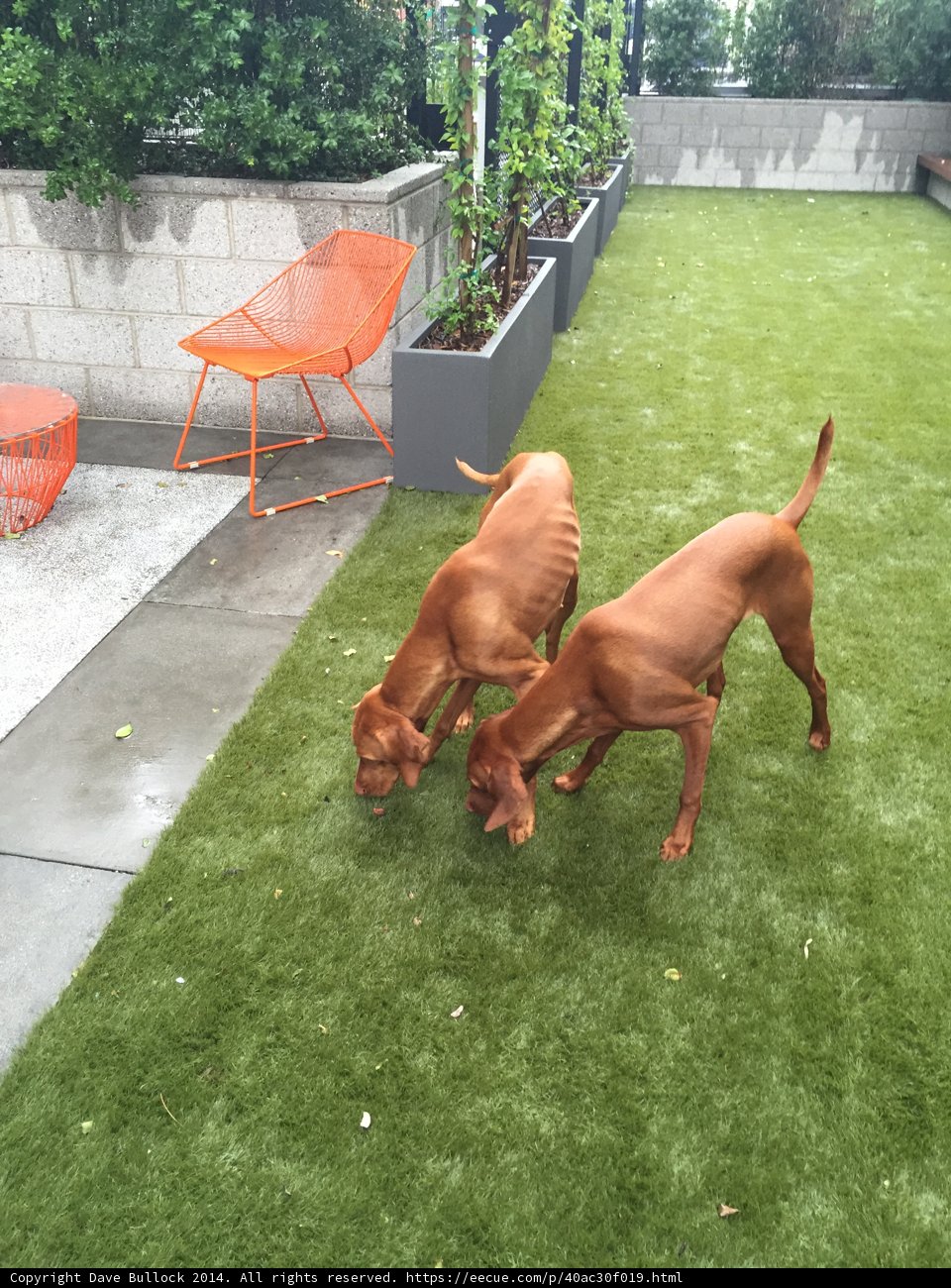Playful Pups in the Backyard