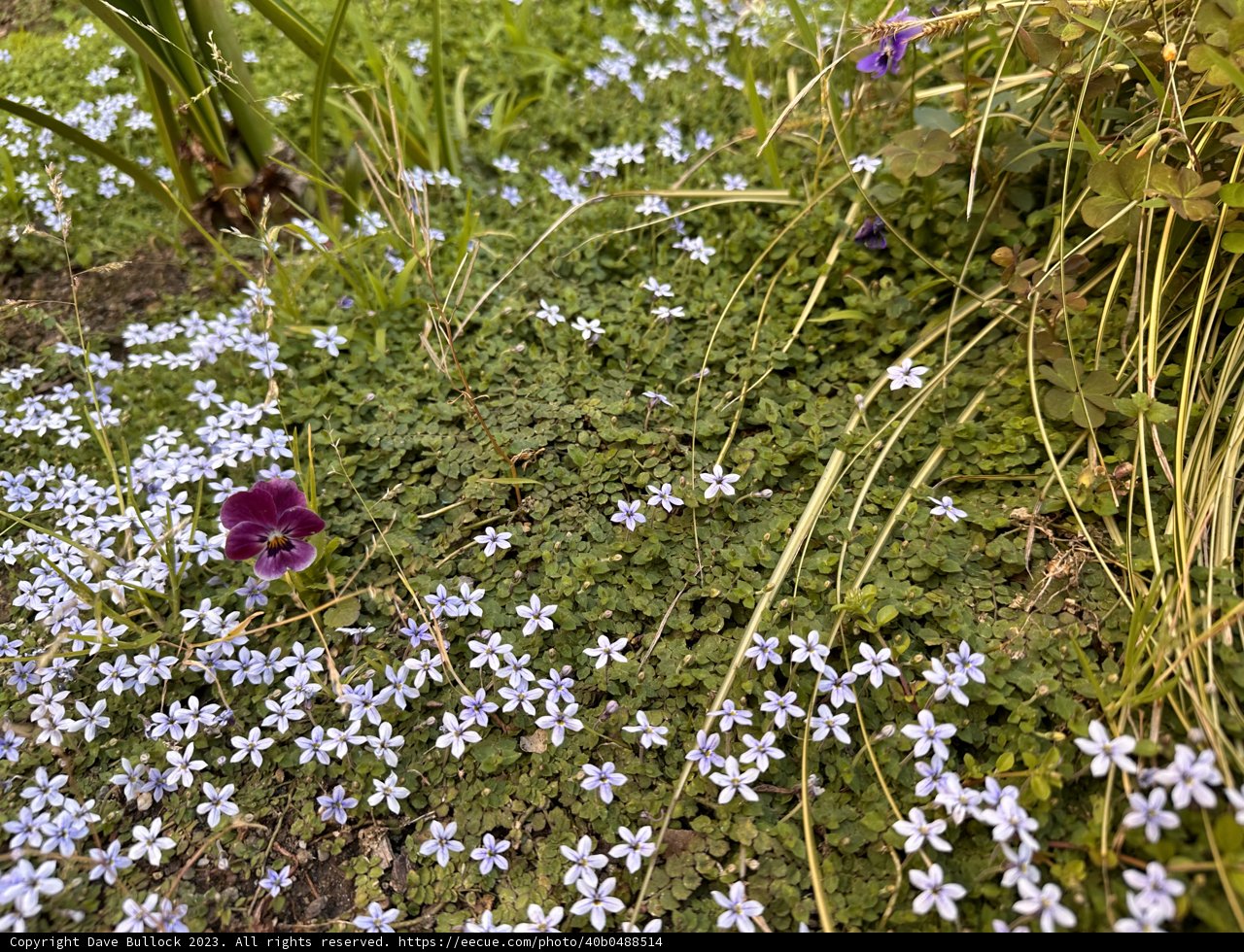A Symphony of Blue Blooms